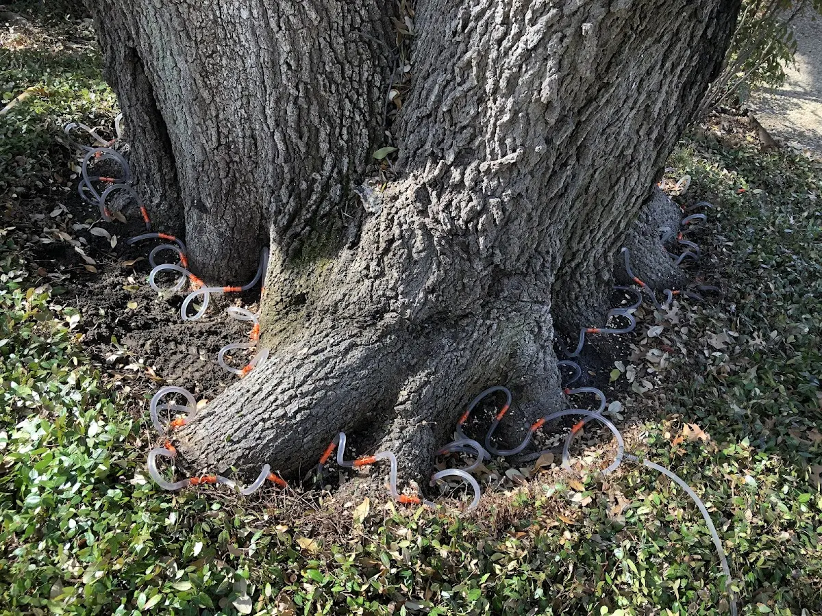 Detailed Tree Cabling and Bracing job site in Linton
