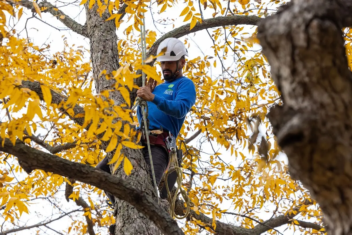 Skilled Tree Planting crew working in Linton